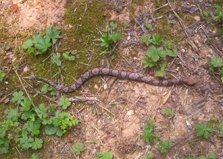 Copperhead Baby Snake