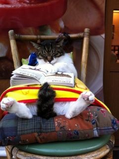 Cat- With a Book 3