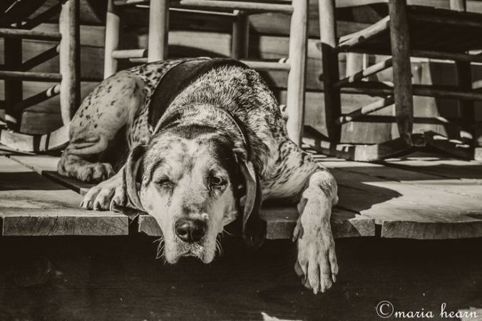 Old Hound Dog (by Maria Hearn)