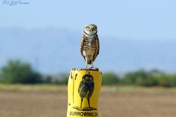 Burrowing Owl in California on top of Burrowing Owl Sign Post (by Jeff Cartier of Ventura, CA)