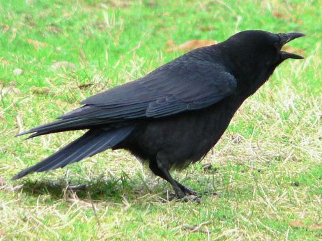 American Crow (Corvus brachyrhynchos) - Calling