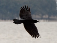 American Crow (Corvus brachyrhynchos) - Flying