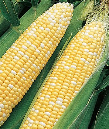 Bi-Color Corn, Yellow and White