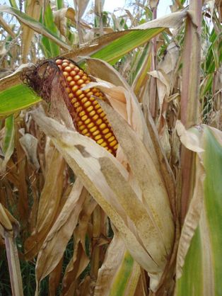 Feed Corn in the Field