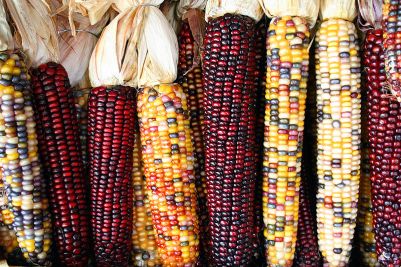 Indian Corn, also known as Flint Corn