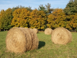 Round Hay Bales in Autumn, October