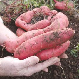 Sweet Potatoes (Yams) Fresh From the Field
