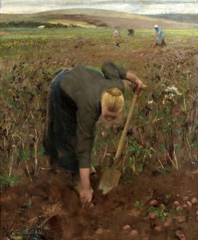 Digging Sweet Potatoes in the Field