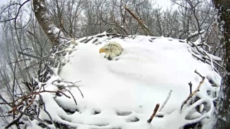 Nesting Bald Eagle in Snow- Codorus State Park in Pennsylvania, 2015