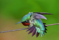Hummingbird- Angry via Google Images 1