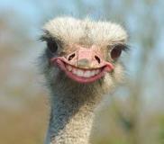 Ostrich- Happy, via Google uncredited 7