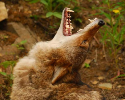 Coyote Howling via Flickr by ifilmalaska
