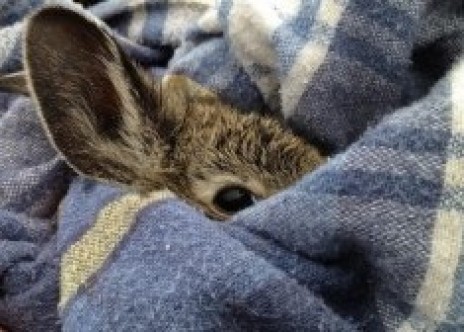 Bunnies in a Blanket via Rabbits.life