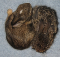 Bunnies in a Blanket via ProjectWildlife.org