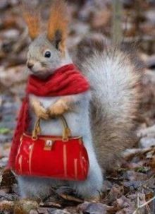 Mother Squirrel Shopping, via Google uncredited