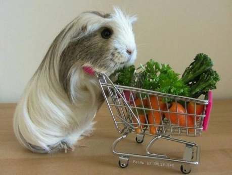Shopping with a Cart, Pinterest uncredited