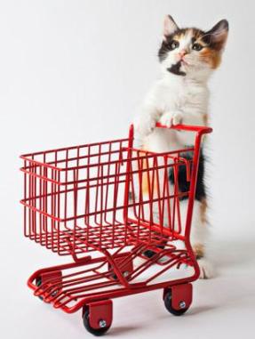 Cat with Food Cart, via ABC News, Go.com