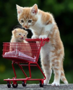 Mother Cat with Kitten in Cart, via earthporm.com