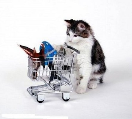 Cat with Shopping Cart, via NOLA.com