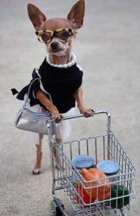Chihuahua Dressed for Shopping via Pinterest uncredited