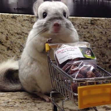Chinchilla with Shopping Cart, via Pinterest uncredited