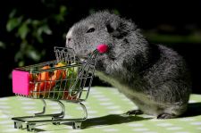 Guinea Pig with Grocery Cart via ABC News- Go.com