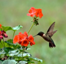 Male ruby-throated hummingbird feeding on a geranium flower, via TheHomeSchoolScientist.com